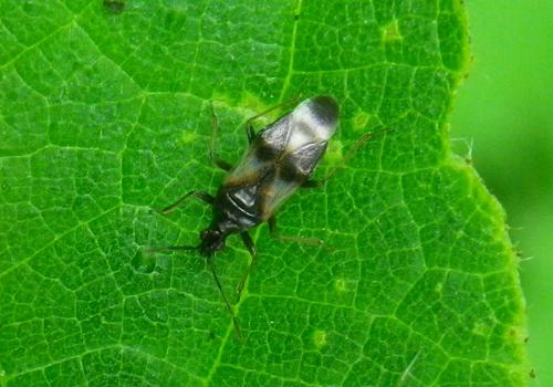 Anthocoris sp.